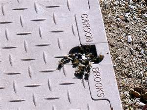 Ridding Bees From Irrigation Valve Boxes