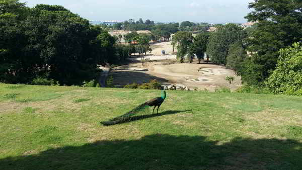 A Singaporean Peacock Anxiously awaiting the re-opening of the Tanjong Course